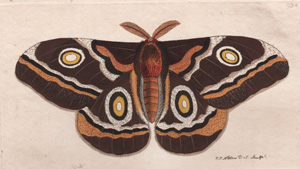 The Cape Moth